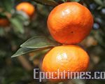 橘子(摄影：汉东/大纪元)