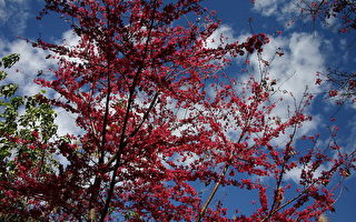 阿里山櫻花綻放  為早春報佳音