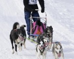 组图：德国黑森林贝尔瑙国际狗拉雪橇比赛登场