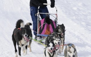 組圖：德國黑森林貝爾瑙國際狗拉雪橇比賽登場