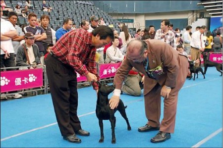 台湾犬冠军公组佳卡傲视群犬 大纪元