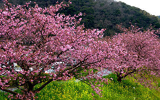 组图：赏樱在春天最前线的地方─伊豆半岛