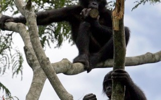 研究：侏儒黑猩猩喜与同类分享食物