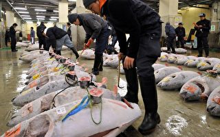 歐美提黑鮪魚禁捕令 日本強烈反對