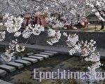 夙川公園的櫻花