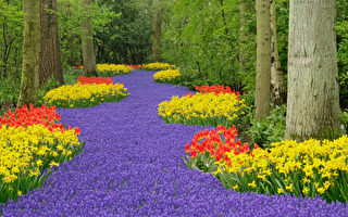 荷蘭鬱金香公園花朵再次盛開