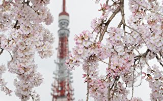 圖文：日本東京櫻花滿開