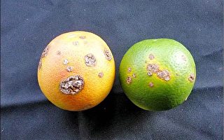 柑橘類潰瘍病 農改場發警報