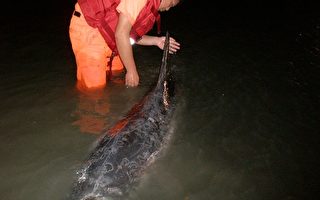 花紋海豚擱淺  台岸巡人員搶救