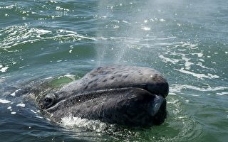 北极冰融  灰鲸误闯地中海