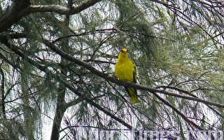 一级保育鸟黄鹂育雏 台东全力守护