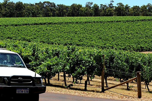 中共再報復 對澳洲葡萄酒加徵212%關稅