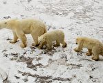 图为加拿大北极区的北极熊家族。(AFP)