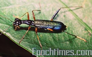 集集展虎甲虫  盼为生物多样性尽力