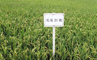 花莲21号新品种水稻受好评