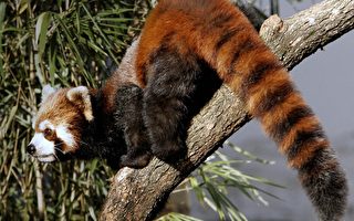 美華府DC動物園15年來首次誕生紅色熊貓
