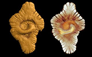 非洲新化石 多细胞生命前推15亿年　