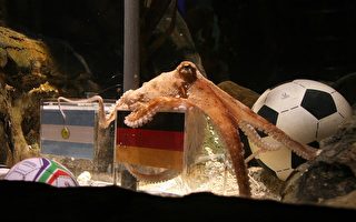 章魚保羅再次神準猜中德國擊敗阿根廷