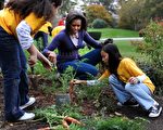 美国第一夫人与华府两家小学的学生共同采收白宫菜园里种植的蔬菜。(图片来源：Getty Images)