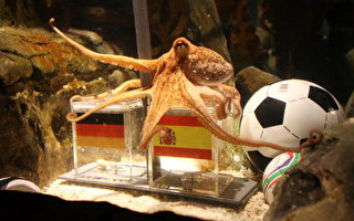 保羅章魚再預言  西班牙擊敗德國