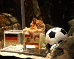 出道兩年的章魚保羅，準確預測德國隊在南非世界盃從小組賽到半決賽全部六場比賽的勝負，堪稱不折不扣的「章魚帝」。(AFP)
