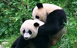 大熊猫美香租期将届 可能归还中国