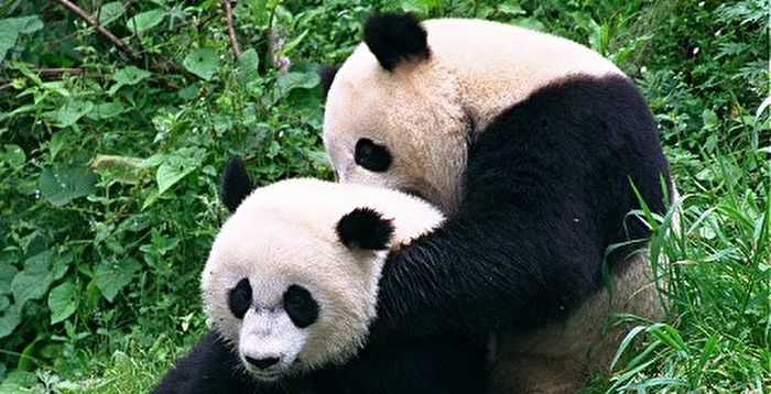 美香回国 中共被指以“战狼”取代熊猫外交
