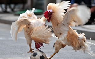 英媒震惊中国公鸡踢足球 名声直逼章鱼