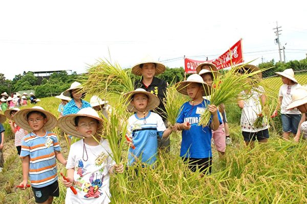 农村体验才知米饭好吃 稻米 体验营 大纪元