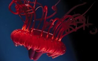 組圖：澳大利亞深海的奇異生物