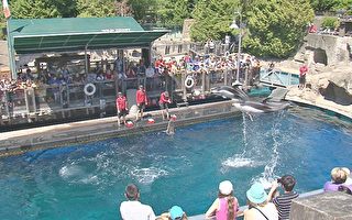 温哥华水族馆白鲸海豚去向成悬念
