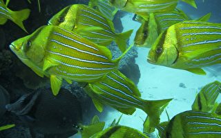 组图：墨西哥珊瑚礁景点  旅游业开发起争议
