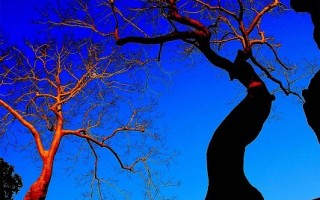 牧揚攝影會員聯展呈現「樹之美」
