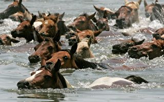 美维州东海岸庆年度野马游泳奇景