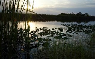 美大沼泽已成濒危世界遗产
