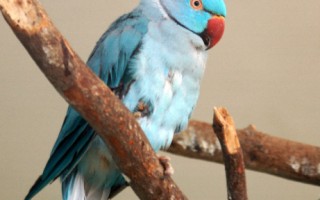 輪迴故事：藍鸚鵡