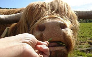 苏格兰 追寻喜感的高地牛
