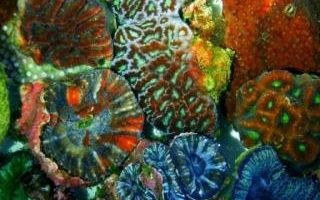 亮麗珊瑚 癌症用藥研究新契機