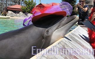 六旗主题公园欢庆50岁海豚生日