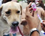 維州狂犬病活動率居高不下