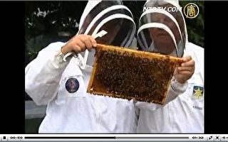 英国养蜂人发现能抵御虫害的蜜蜂