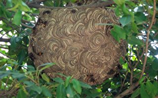 小心防範 虎頭蜂可能築巢於意想不到的地方