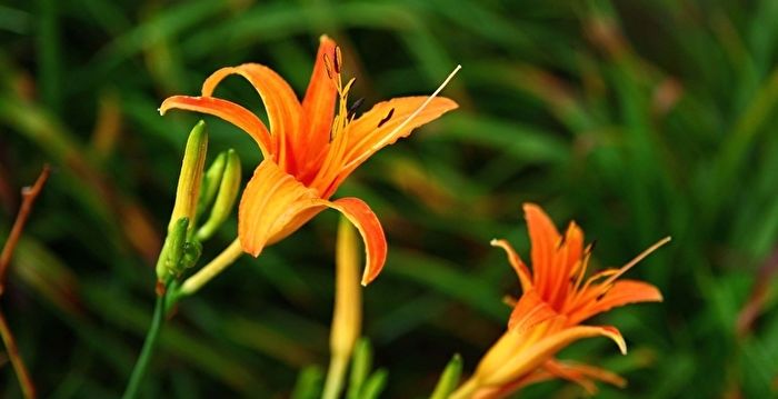 补血 瘦身 消水肿金针的8大好处 黄花菜 清热解毒 乐活养生美人 大纪元