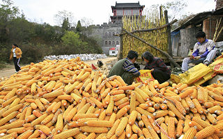 大陸進口玉米29%來自烏克蘭 價格或上漲