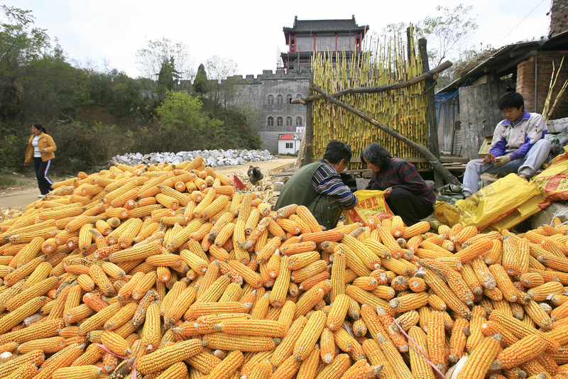 大陆进口玉米29%来自乌克兰 价格或上涨