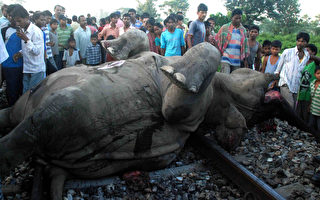 大象奋不顾身救幼象 遭火车撞击7死1重伤