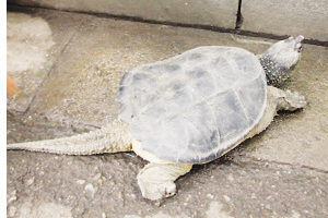 大陸長江出現鱷魚龜