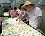 心智障礙者水耕蔬菜栽培有成