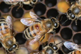 蜜蜂大減原因揭曉 病毒、真菌是兇手