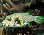 到海生館  認識有毒海洋生物